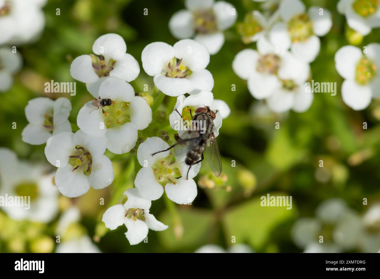 Alyssum flowers hi-res stock photography and images - Alamy