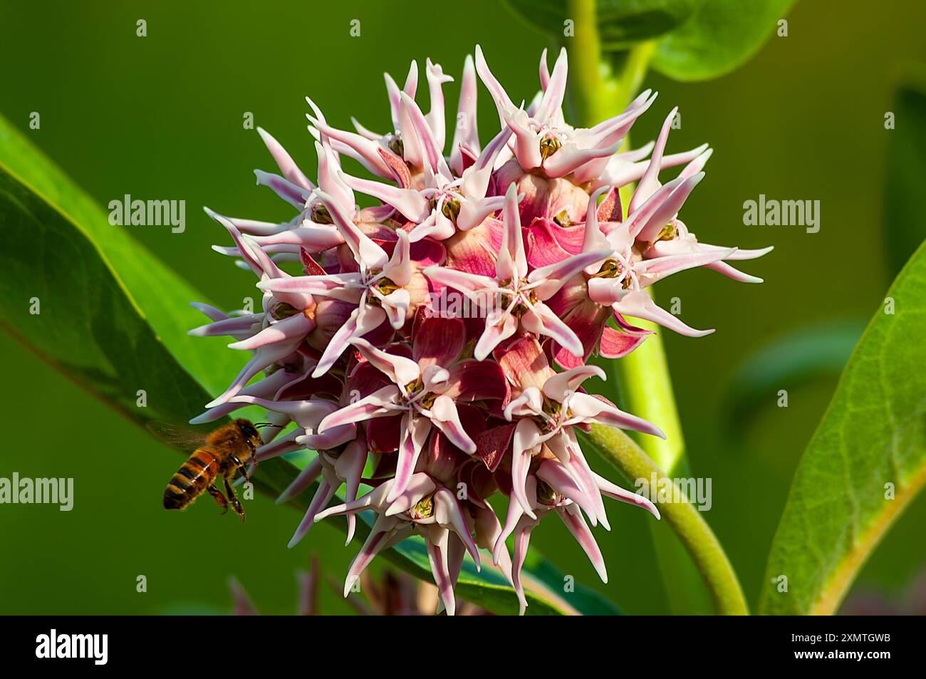 FOUNTAIN, COLORADO, USA: Showy Milkweed (Asclepias speciosa) with a honey bee feeding on nectar at Cattail Marsh in Fountain, Colorado. Stock Photo