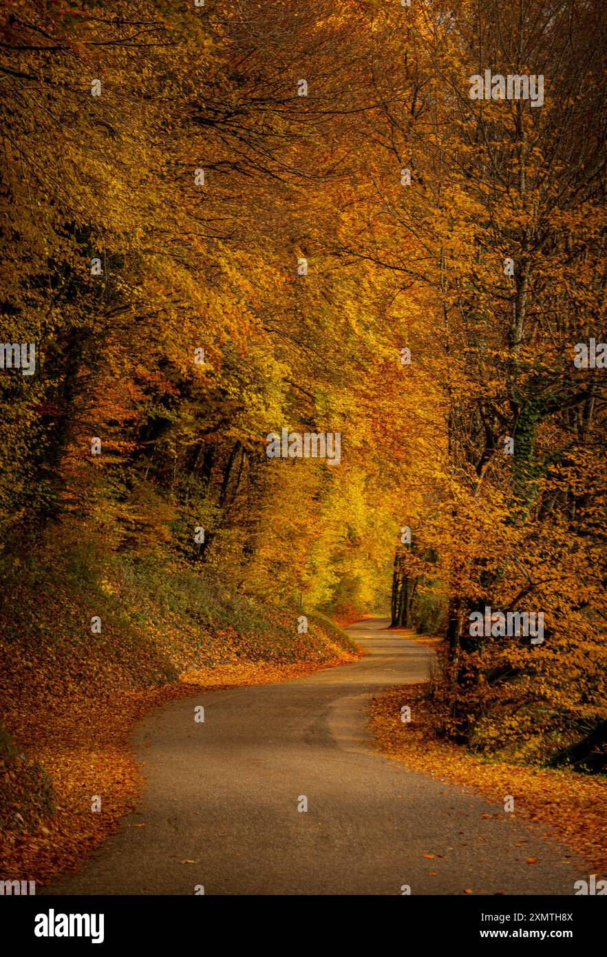 Road with trees at both sides hi-res stock photography and images - Alamy