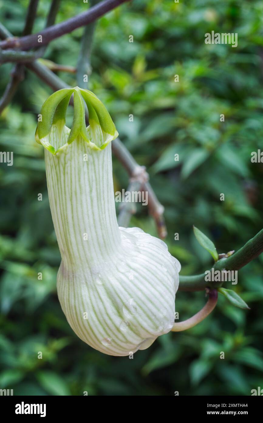 Bushman's pipe or condom plant (Ceropegia ampliata), Apocynacea. Perennial  herb vine, ornamental plant, unusual flower Stock Photo - Alamy