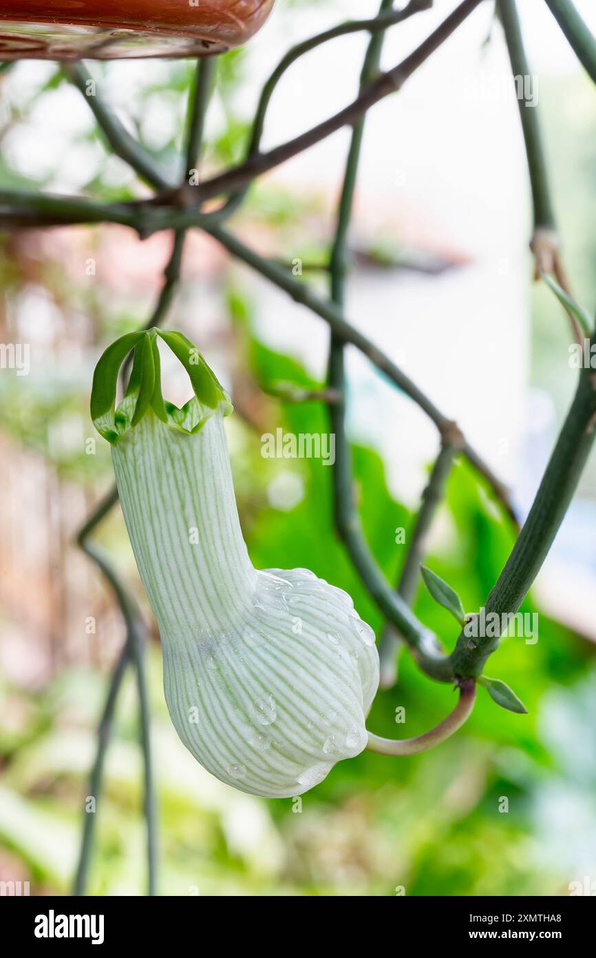 Bushman's pipe or condom plant (Ceropegia ampliata), Apocynacea. Perennial  herb vine, ornamental plant, unusual flower Stock Photo - Alamy