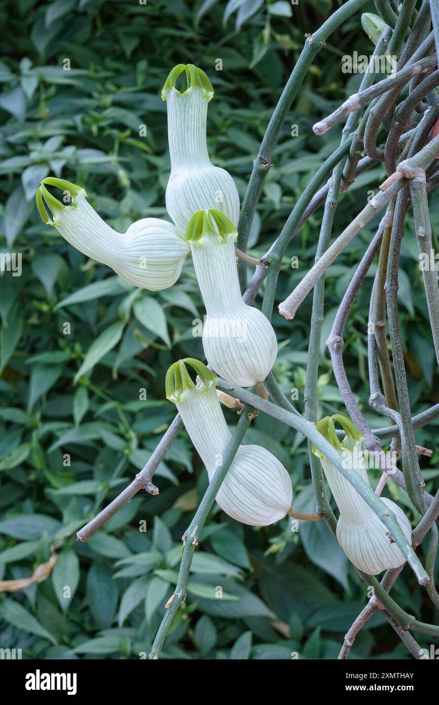 Bushman's pipe or condom plant (Ceropegia ampliata), Apocynacea. Perennial  herb vine, ornamental plant, unusual flower Stock Photo - Alamy