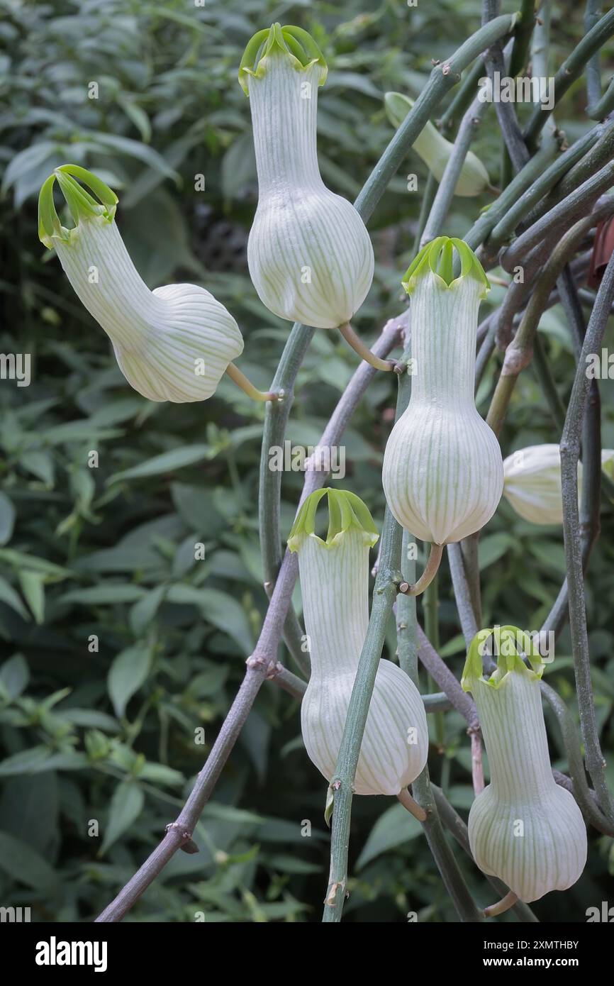 Bushman's pipe or condom plant (Ceropegia ampliata), Apocynacea. Perennial  herb vine, ornamental plant, unusual flower Stock Photo - Alamy