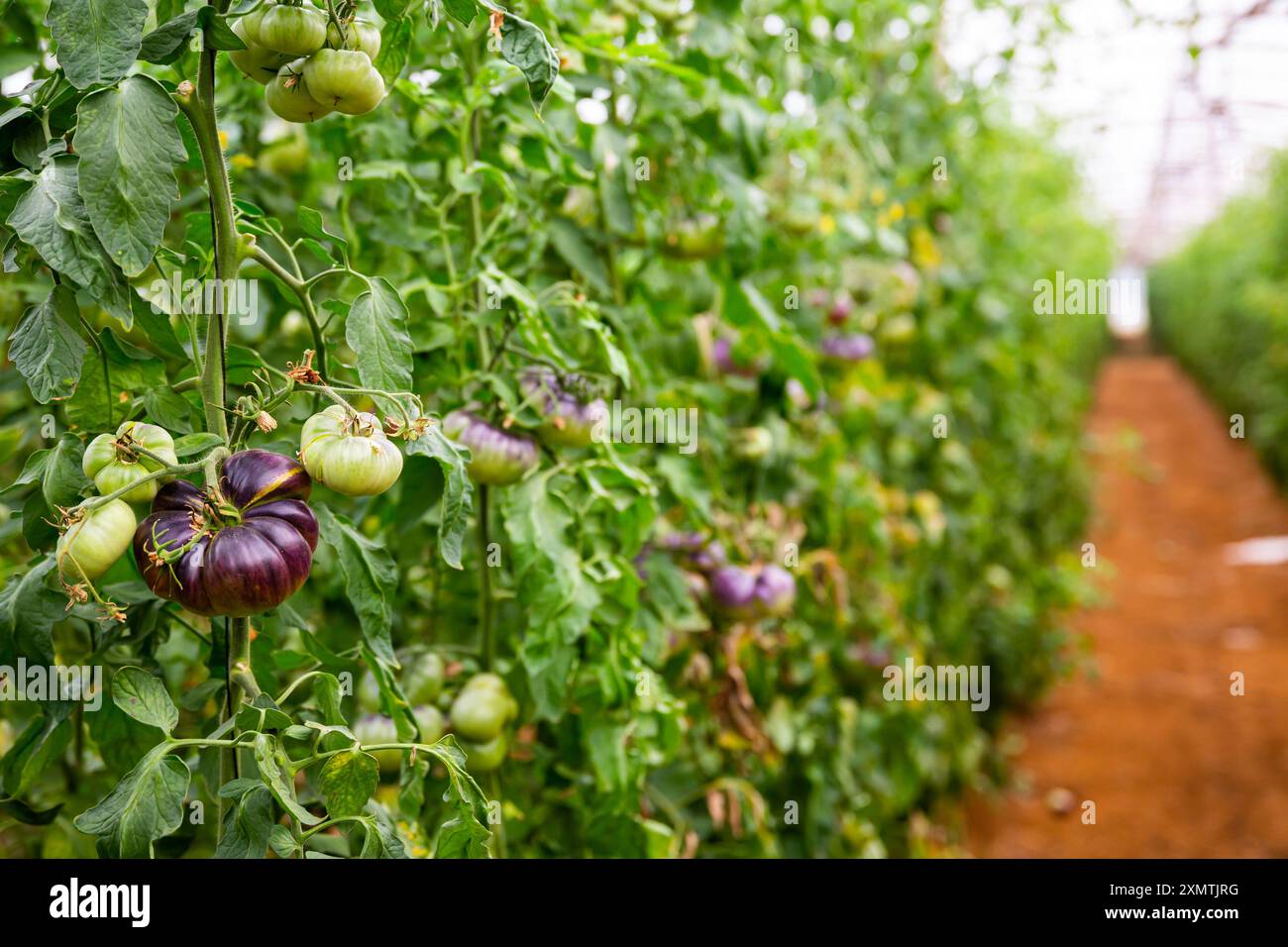 Rows of harvest of ripe blue tomatoes in greenhouse Stock Photo - Alamy