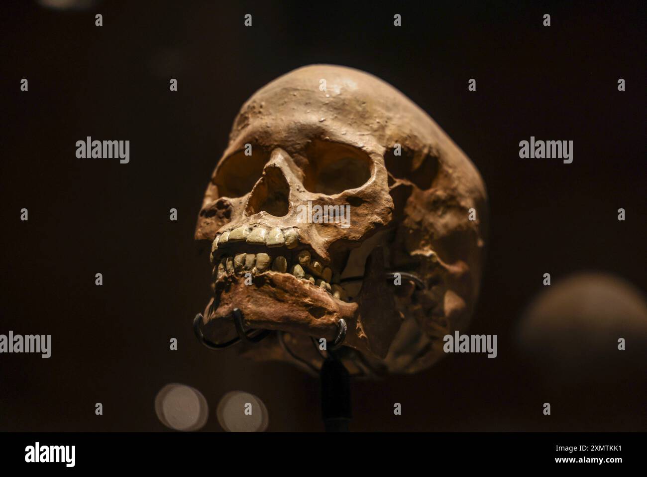 Caveman, Neanderthal, Primate, Homo Habilis, Homo Rudolfensis, Homo ...