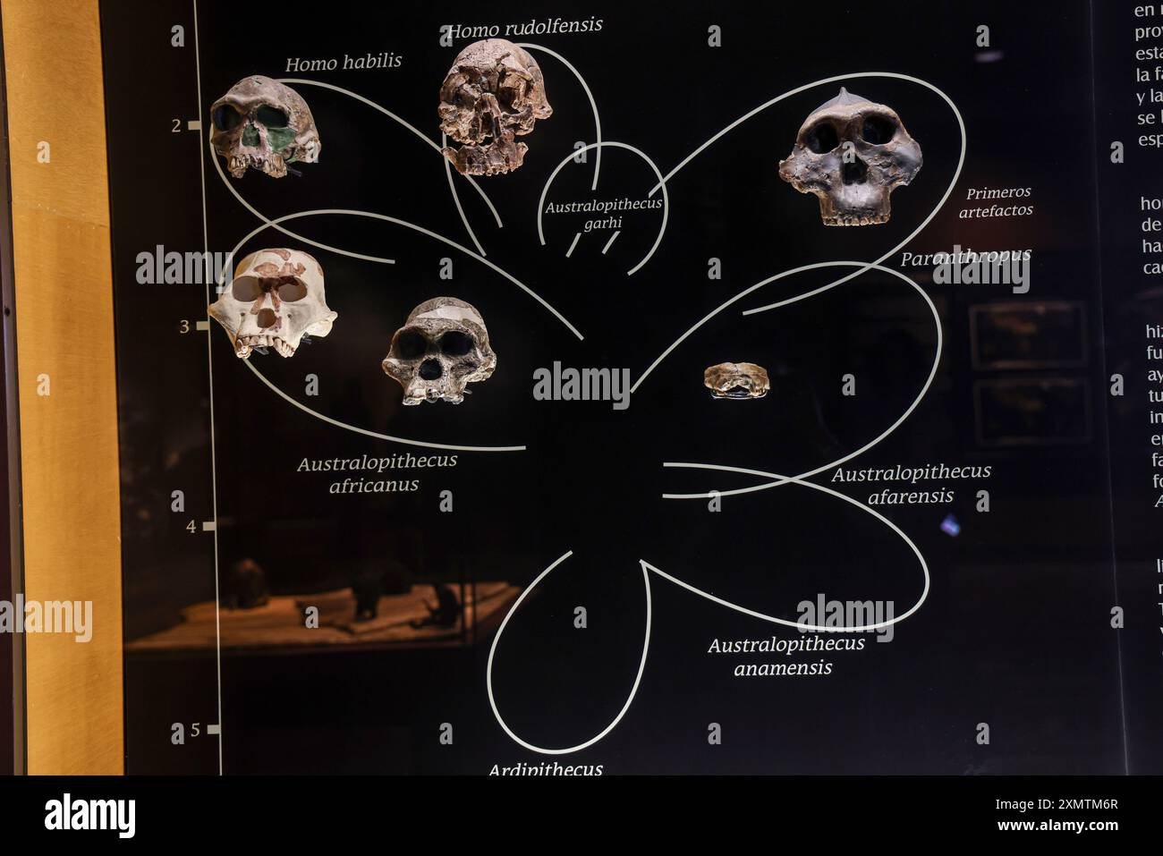 Caveman, Neanderthal, Primate, Homo Habilis, Homo Rudolfensis, Homo