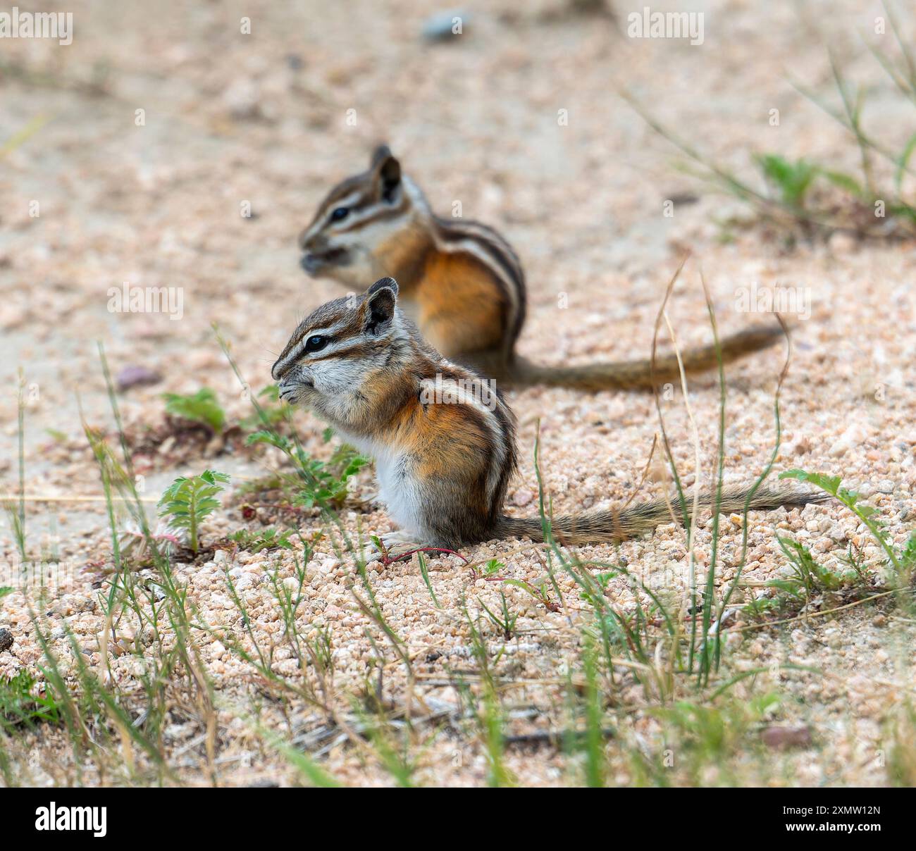 Neotamias Two least chipmunks (Neotamias Minimus) are actively foraging on the ...
