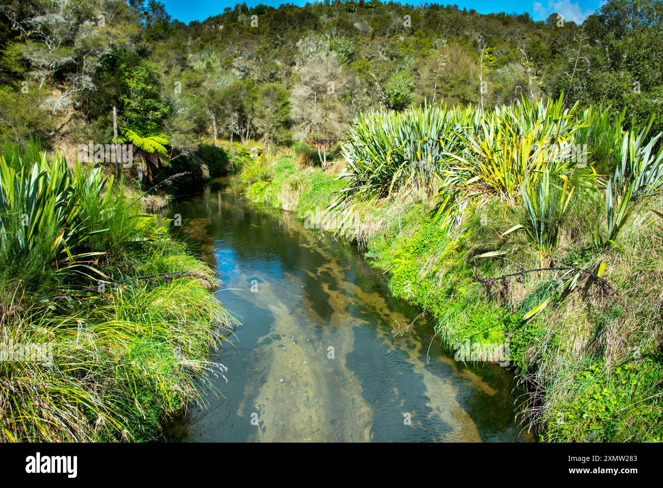 Geothermal River in Waimangu Volcanic Valley - New Zealand Stock Photo ...