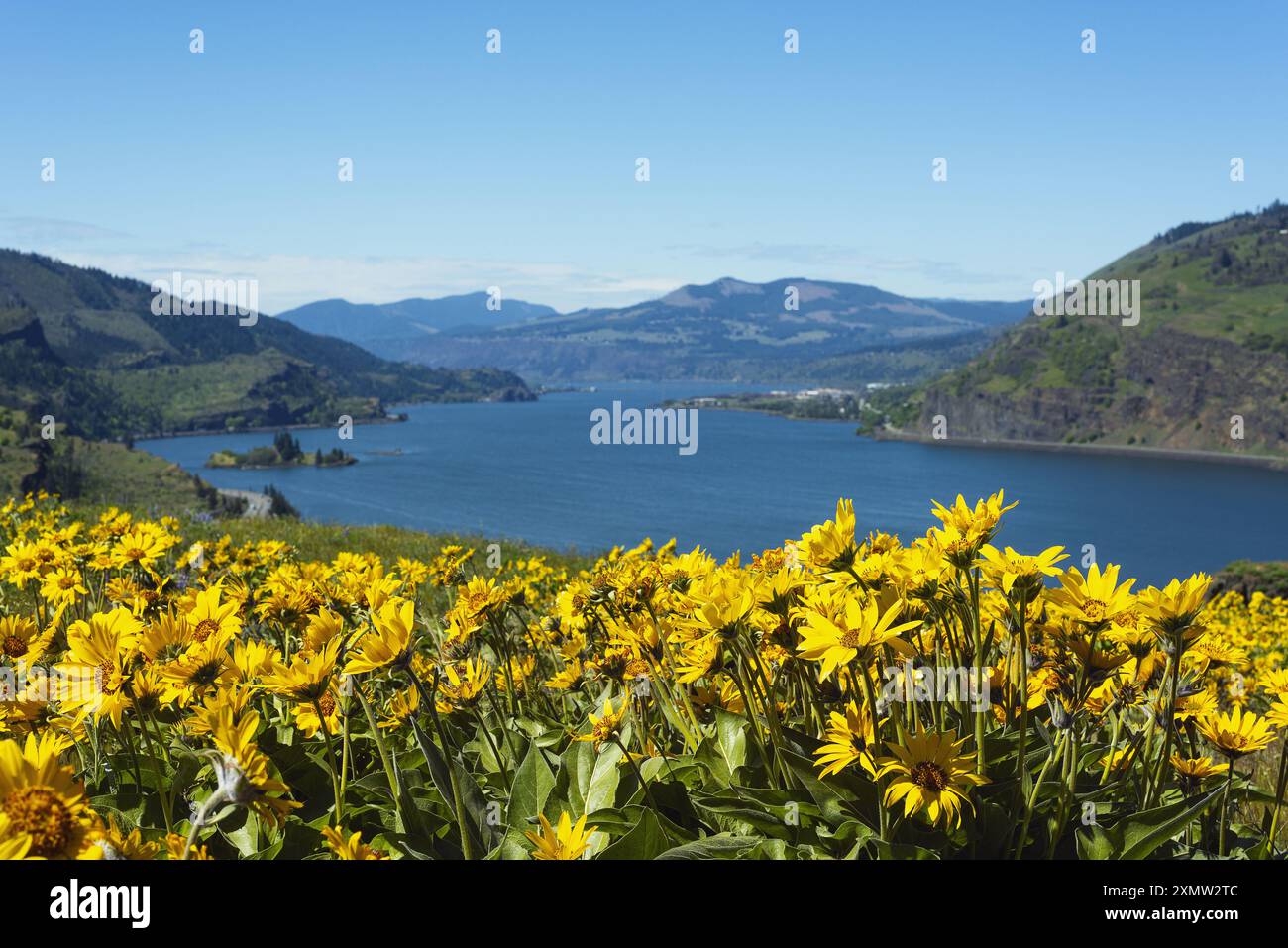 Wildflowers on the top of the Mosier Plateau. Stock Photo