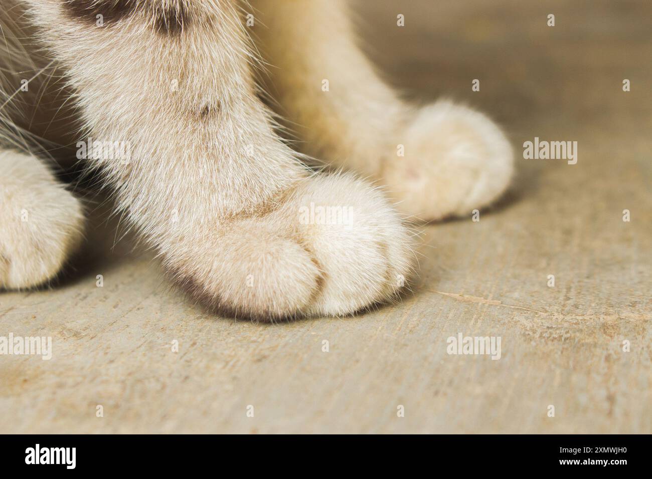 Detailed shot capturing the soft fur and pads of a cat's paws against a textured floor background Stock Photo