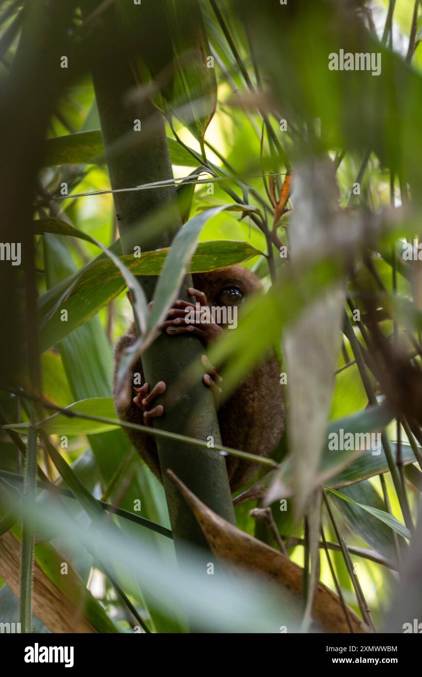 Tarsier hanging on a tree Stock Photo - Alamy