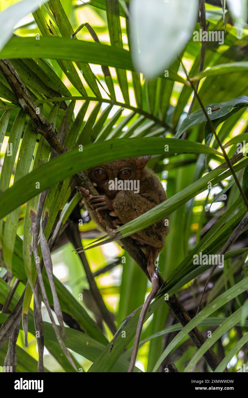 Tarsier hanging on a tree Stock Photo - Alamy