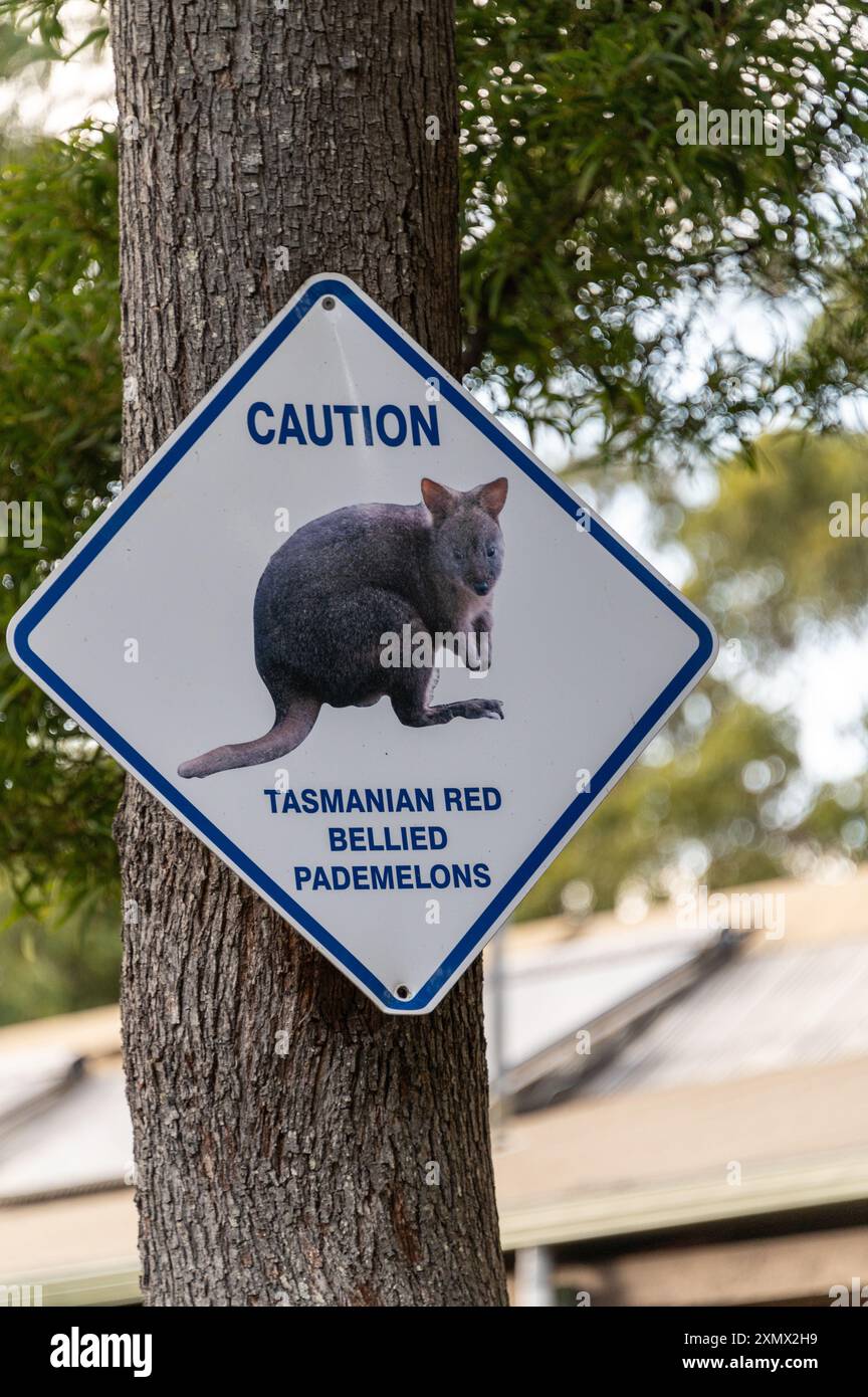 A wildlife speed warning sign of a Tasmanian Red Bellied Pademelon ...