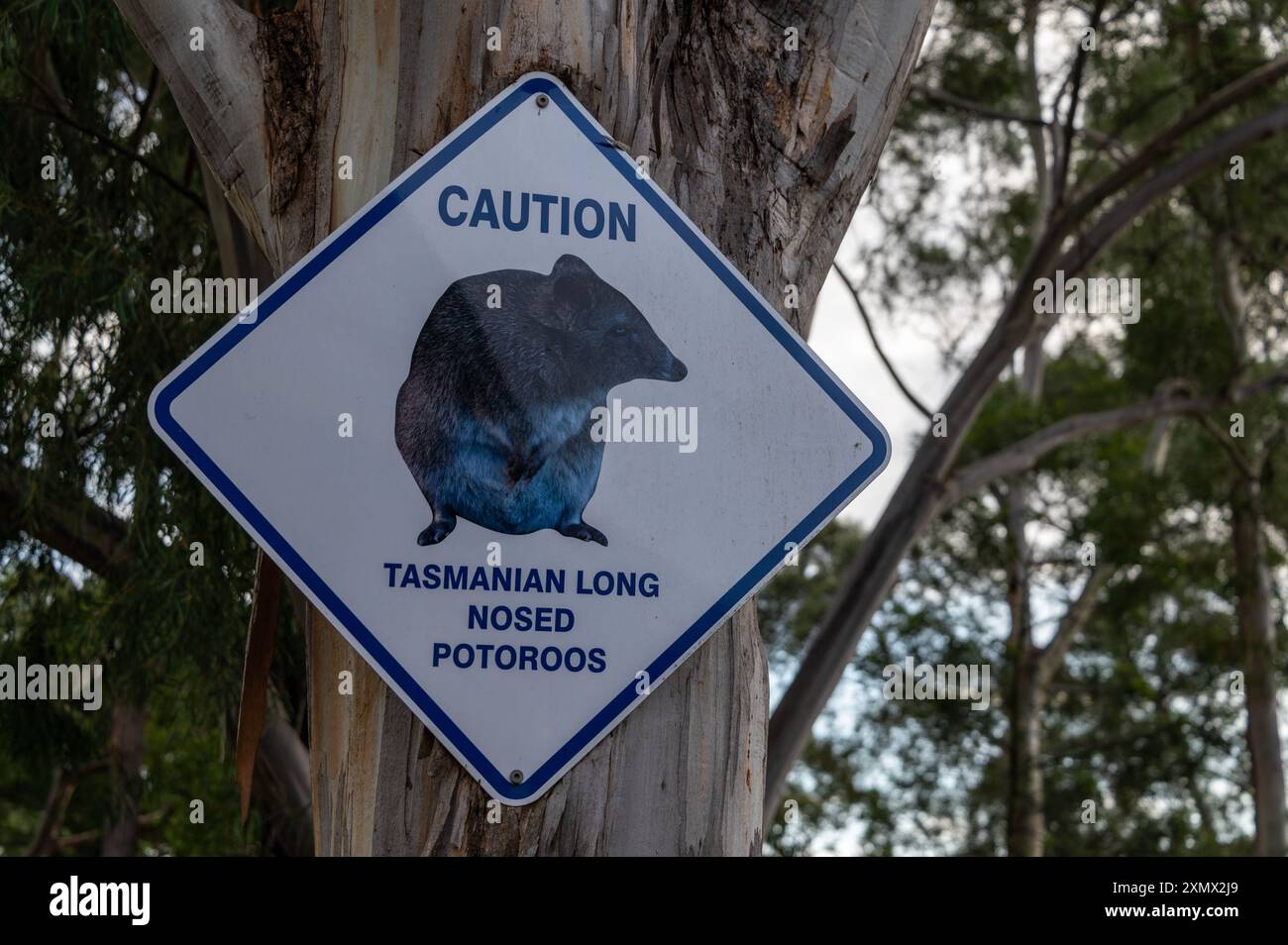 A wildlife speed warning sign of a long-nosed potoroo at a holiday ...