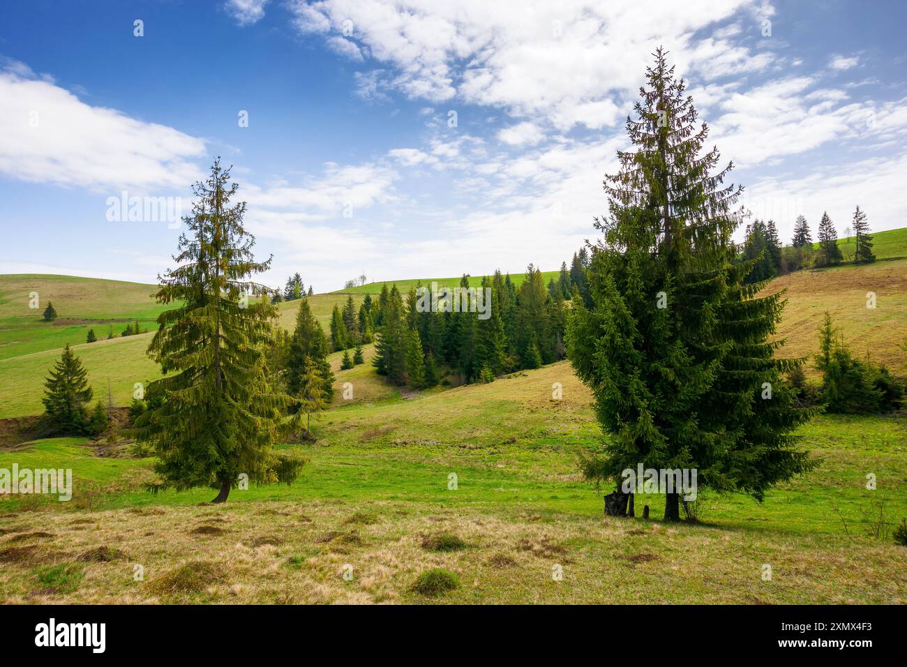 fir trees on meadow between hillsides with conifer forest under the cloudy sky Stock Photo