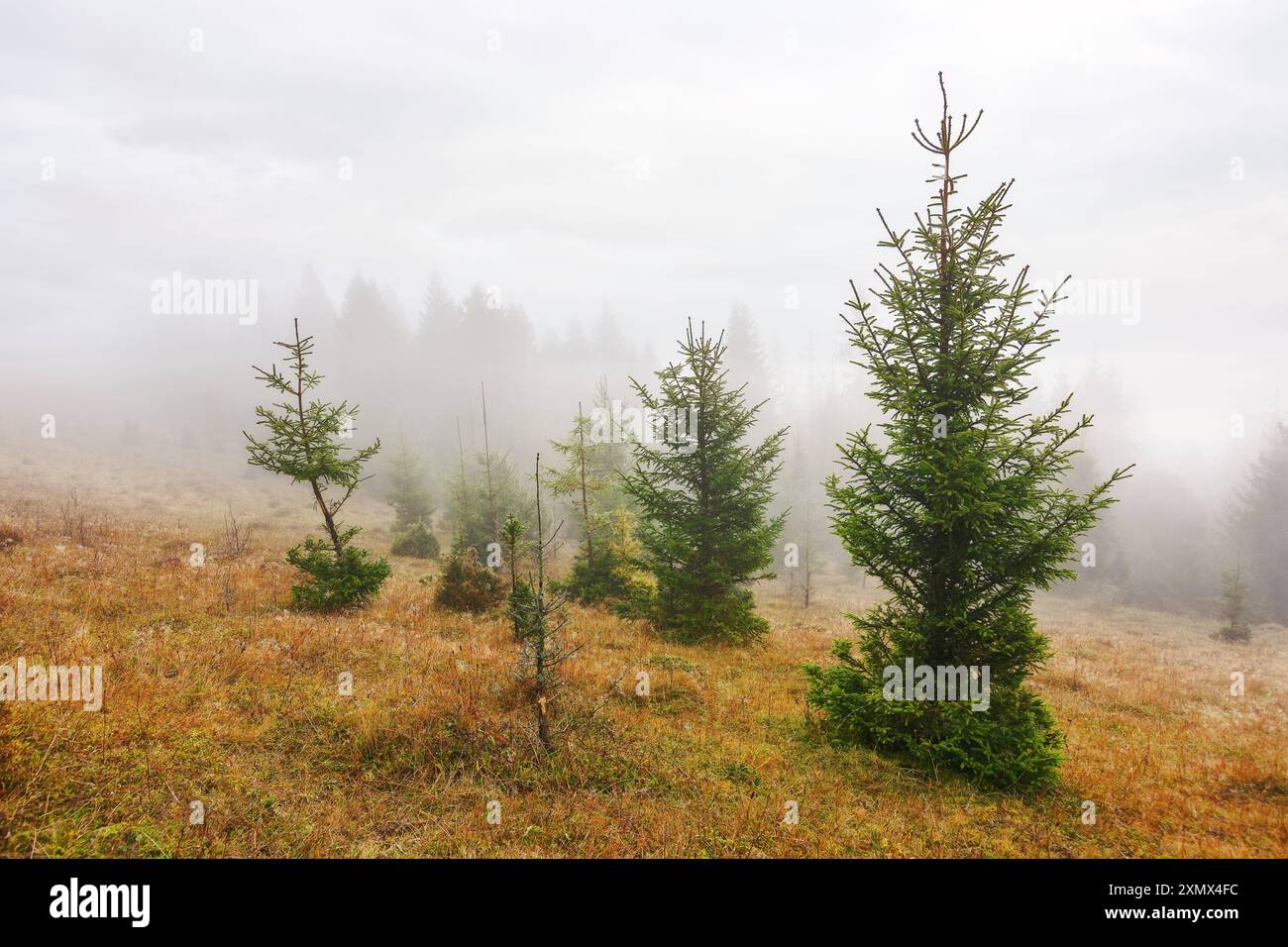 fir trees on a meadow down the hill to coniferous forest in foggy carpathian mountains of Romania Stock Photo
