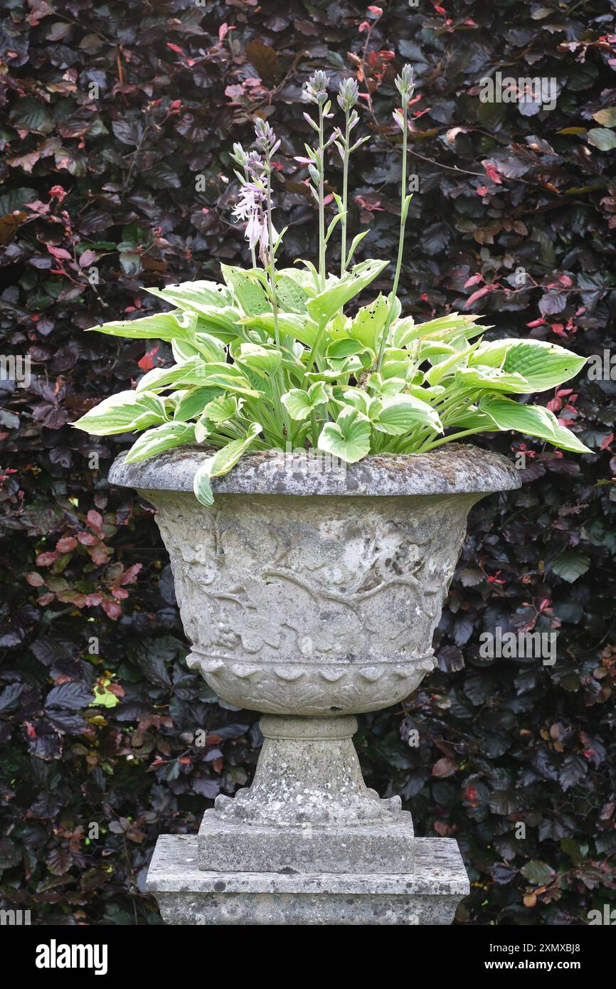 Large Hosta plant wuth flowersin an ornamental urn with copper purple beech hedge behind - July 2024 in UK Stock Photo