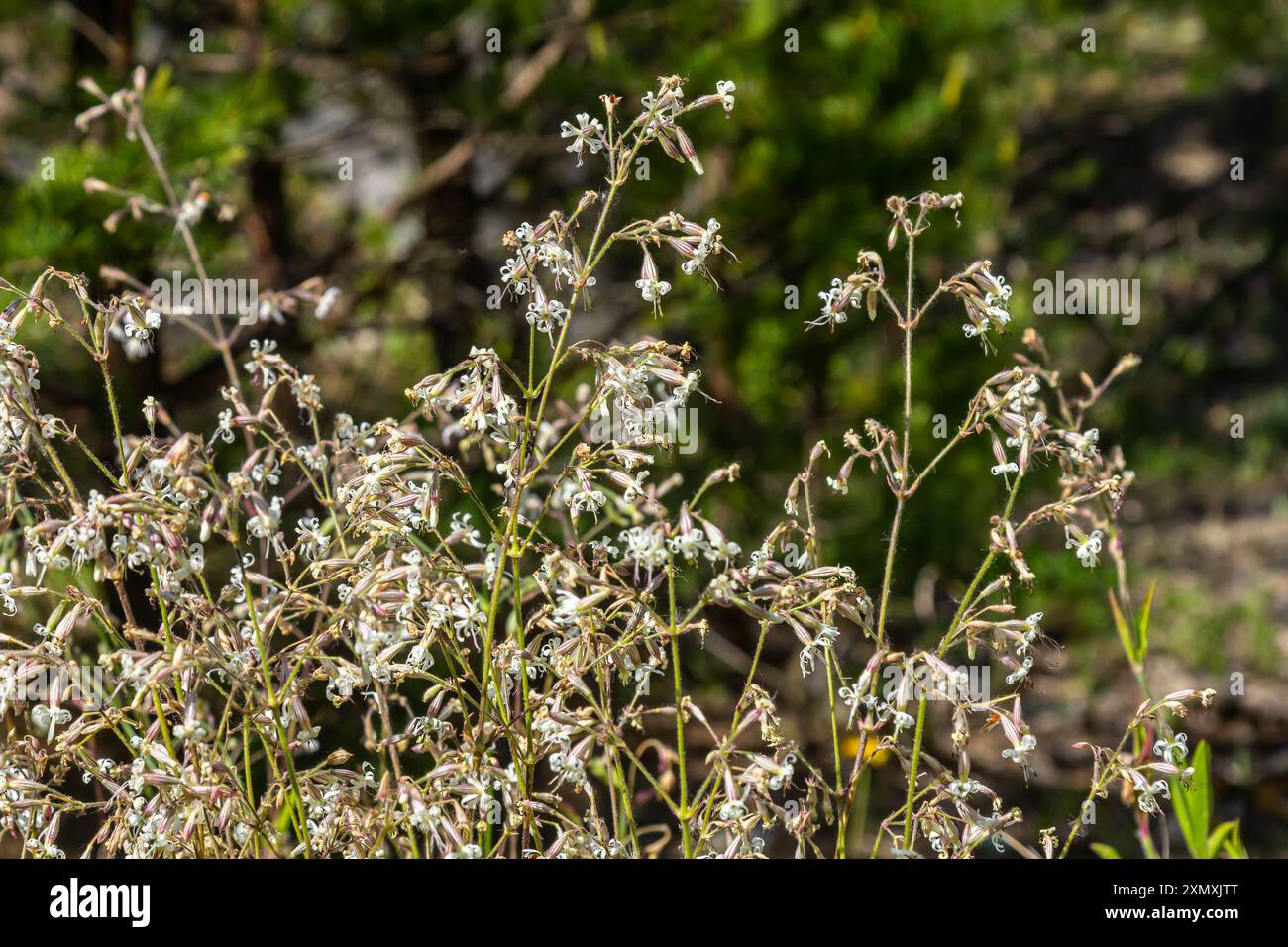 Silene nutans, Nottingham Catchfly, Caryophyllaceae. Wild plant shot in summer. Stock Photo