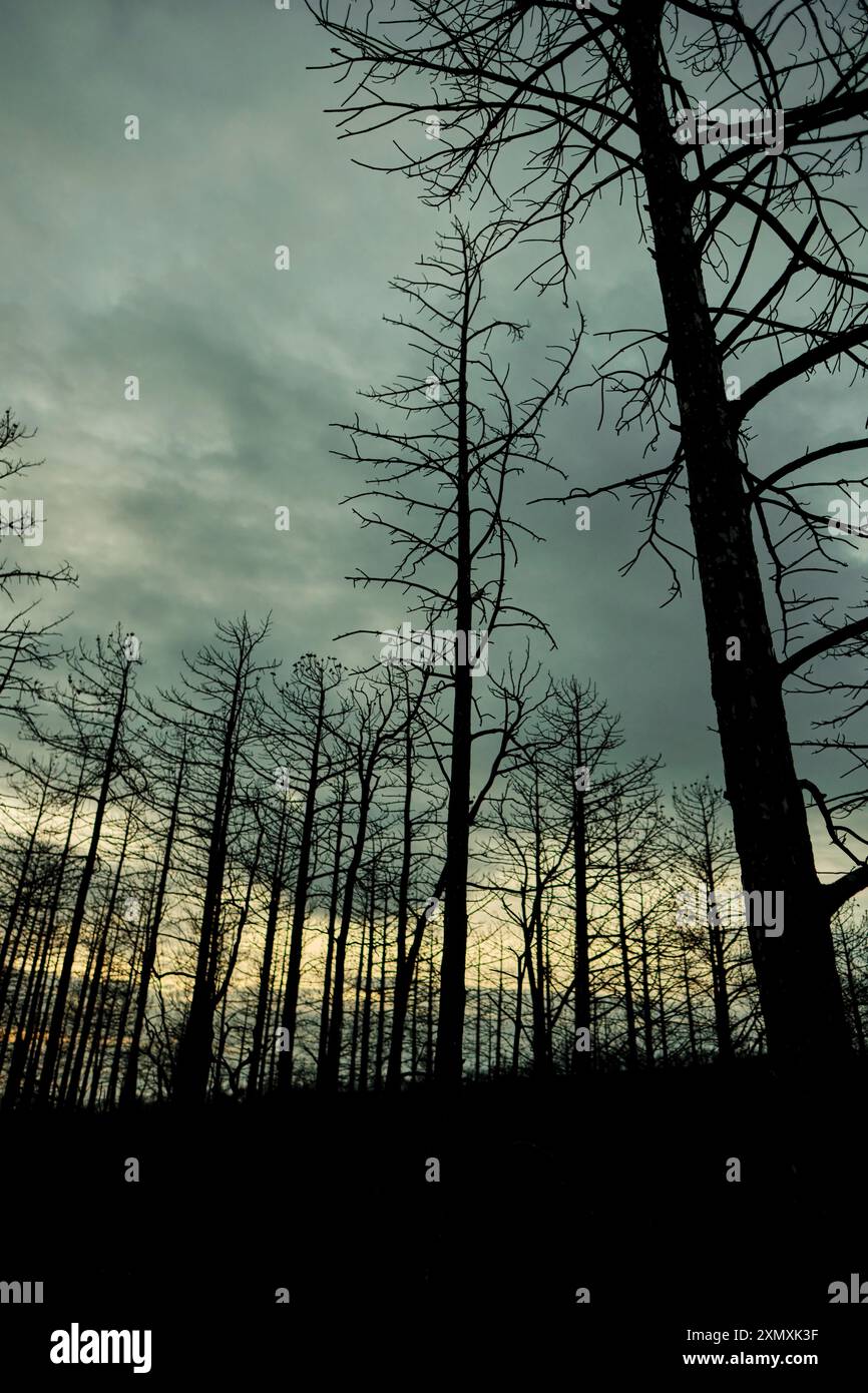 A forest of charred trees stands tall against a dusky sky in Legarda ...