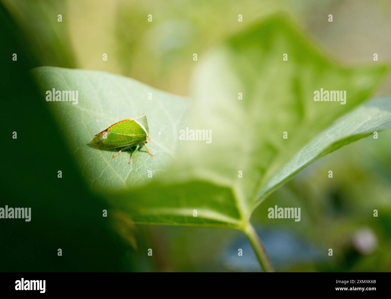Close up photo of treehopper hi-res stock photography and images - Alamy