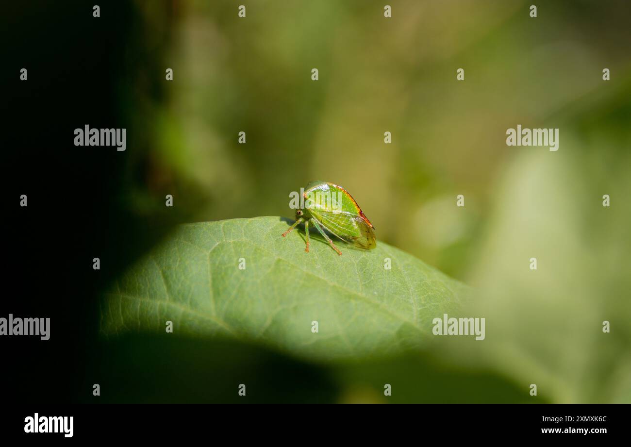photo of a Buffalo treehopper climbing a leaf Stock Photo - Alamy