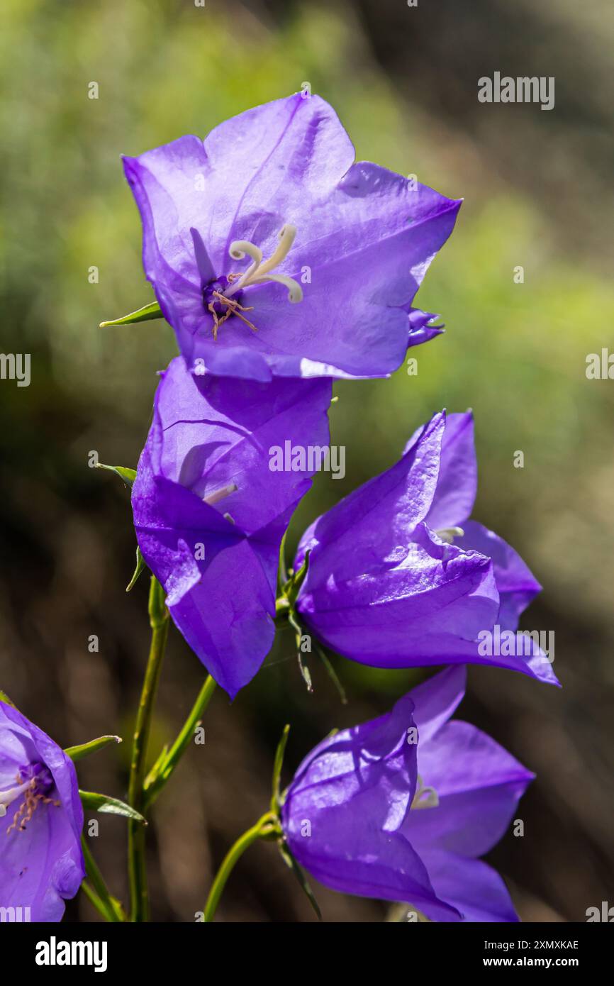 Photo of Campanula latifolia flower, broad-leaved bellflower, urple ...