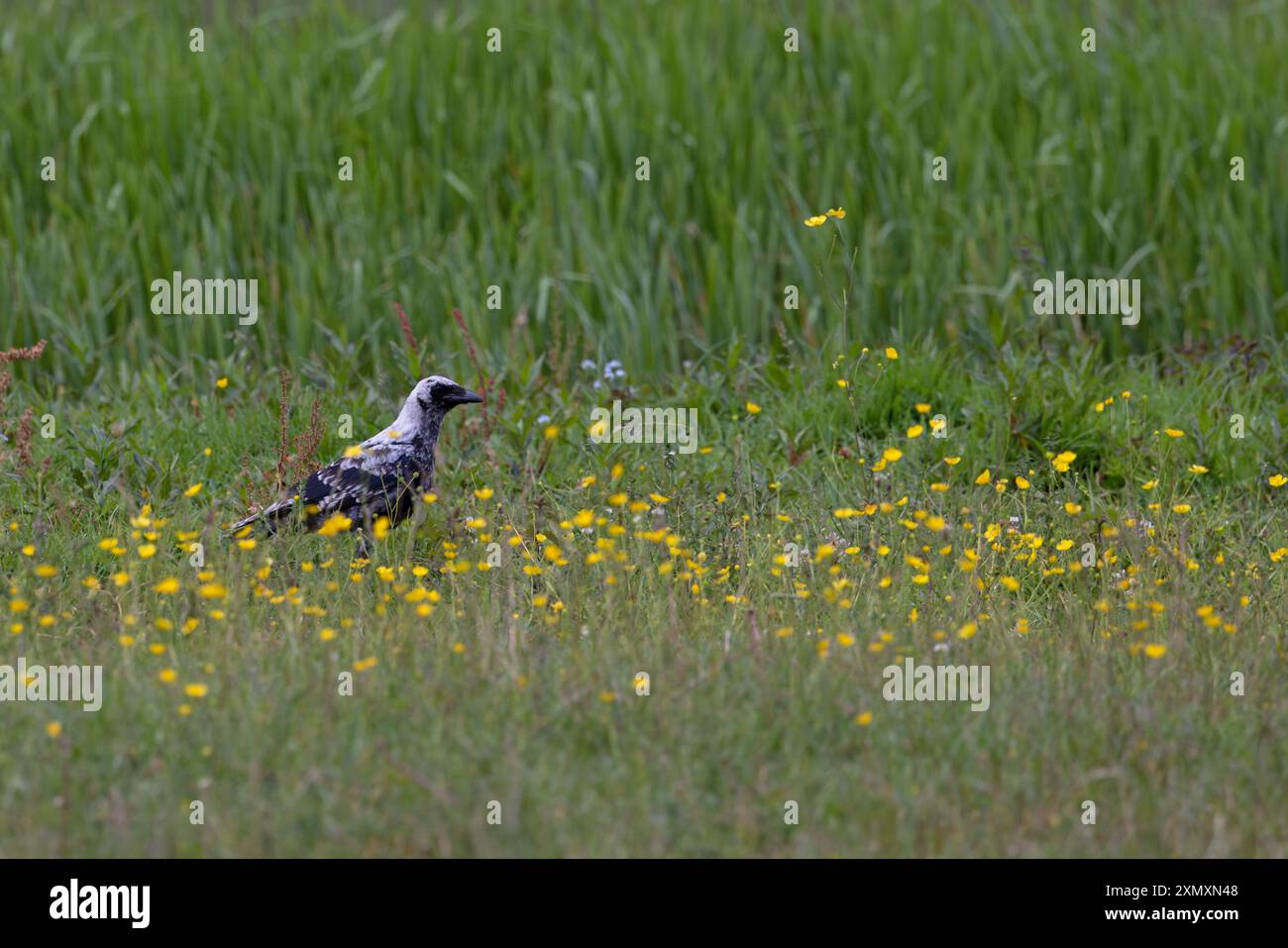 Carrion Crow (Corvus corone) pale ash coloured leucistic juvenile Norfolk July 2024 Stock Photo