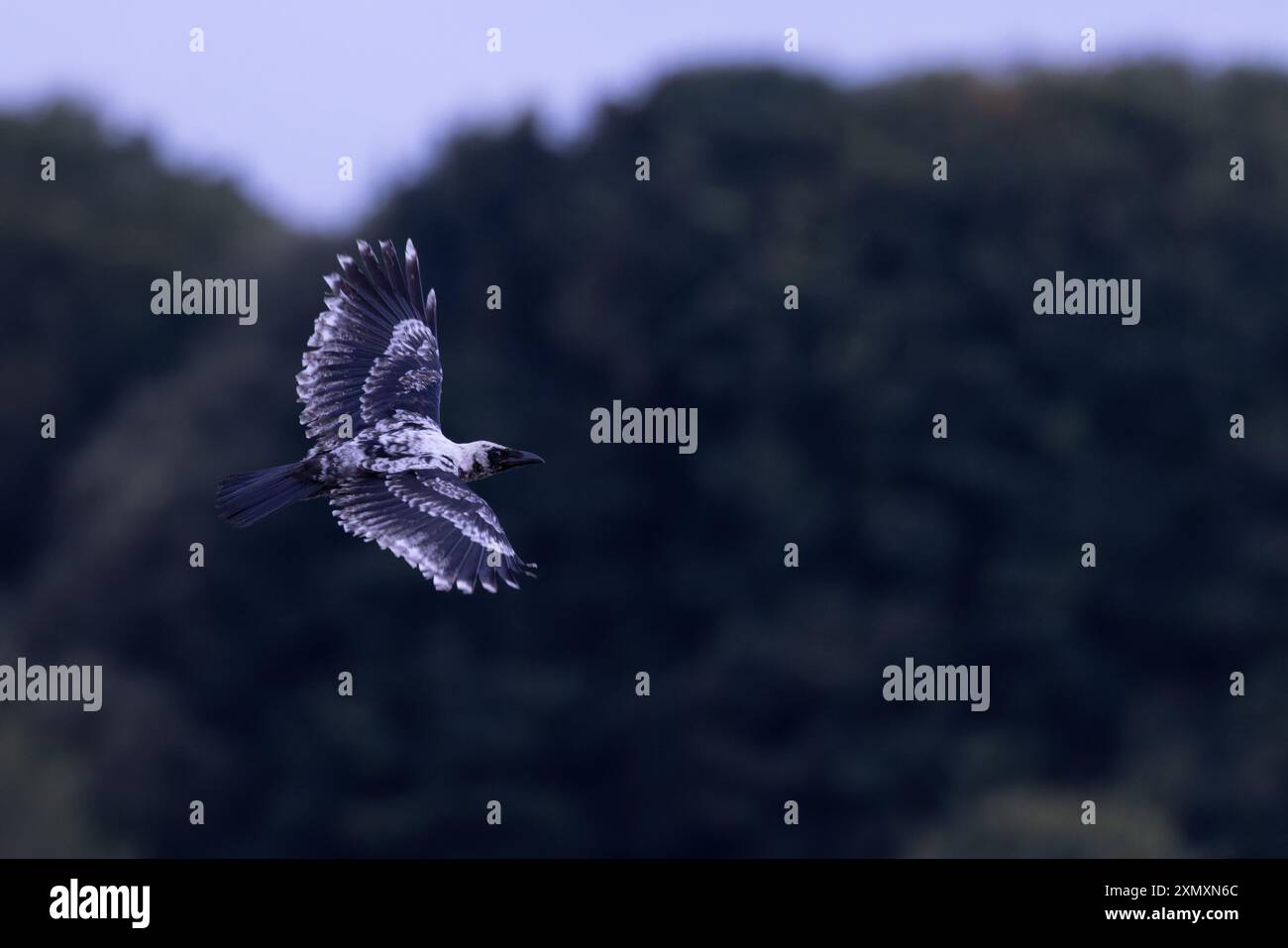 Carrion Crow (Corvus corone) pale ash coloured leucistic juvenile Norfolk July 2024 Stock Photo