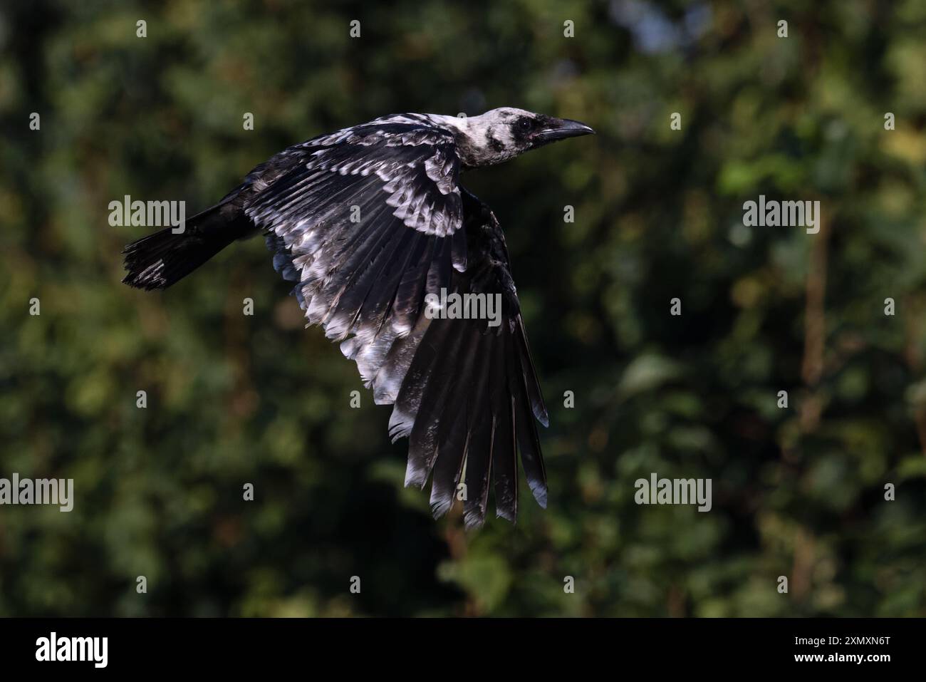 Carrion Crow (Corvus corone) pale ash coloured leucistic juvenile Norfolk July 2024 Stock Photo