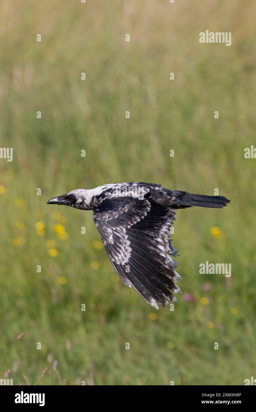 Carrion Crow (Corvus corone) pale ash coloured leucistic juvenile Norfolk July 2024 Stock Photo