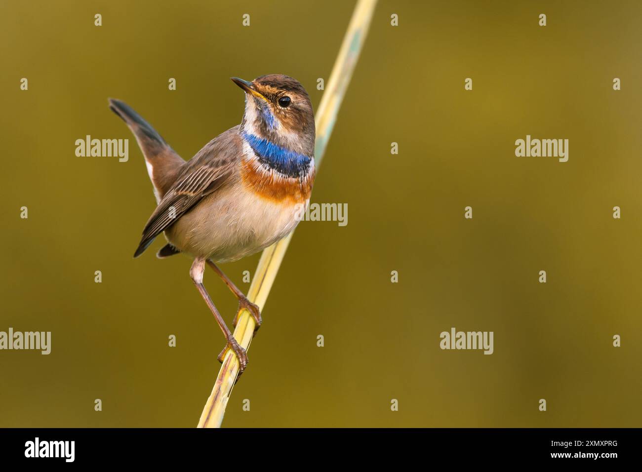 bluethroat (Luscinia svecica, Cyanosylvia svecia), male perching on a plant stem, Italy, Tuscany, Stock Photo