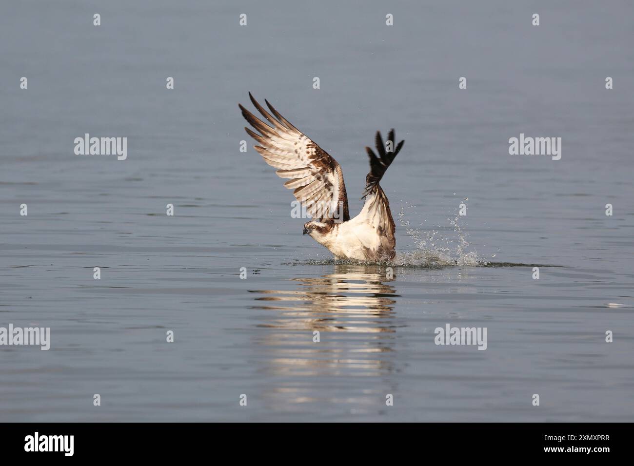 osprey, fish hawk (Pandion haliaetus), plunging into water for hunting a fish, side view, Germany, Mecklenburg-Western Pomerania, Malchiner See Stock Photo