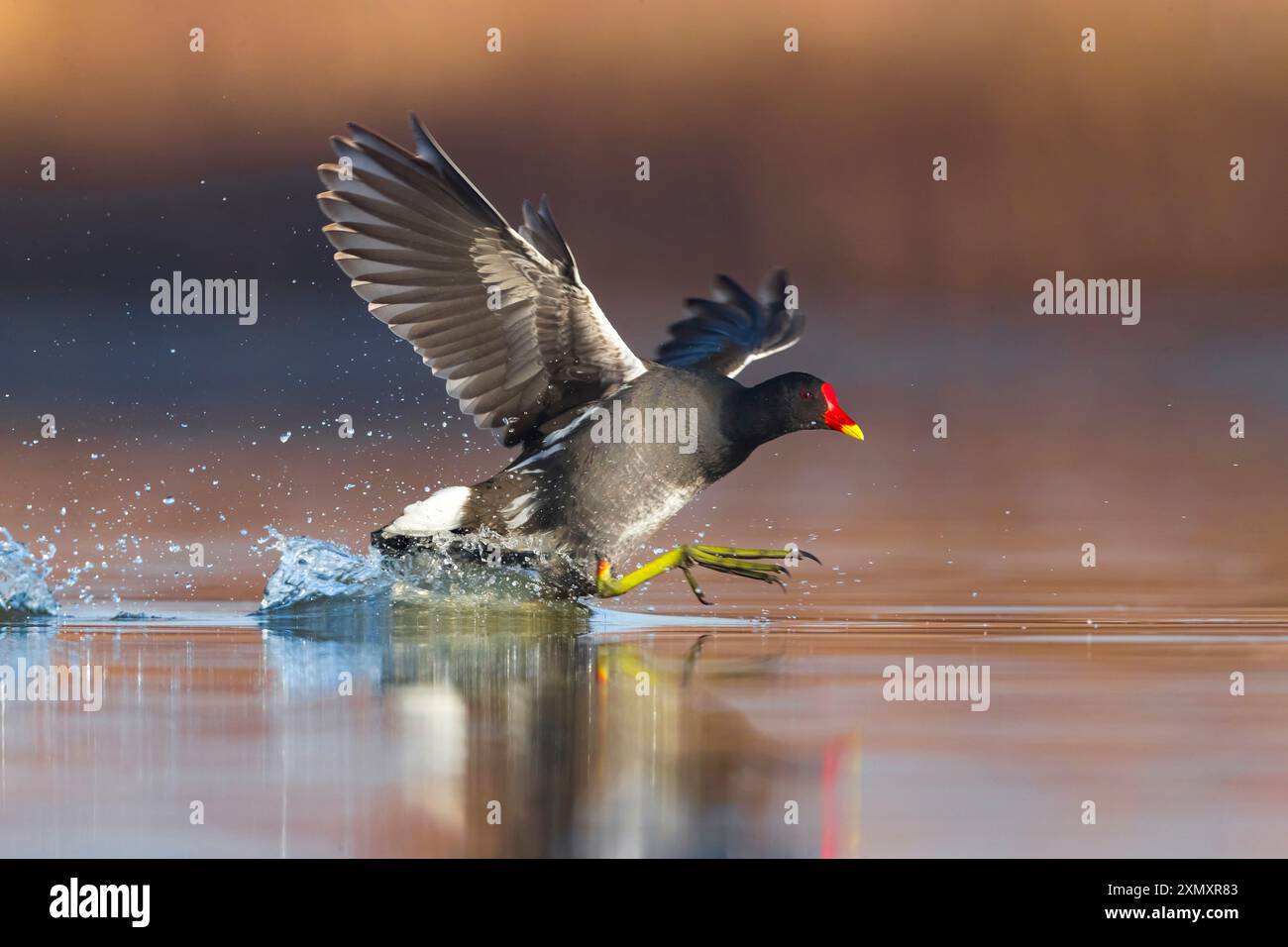 moorhen (Gallinula chloropus), starting out of the water, Italy, Tuscany, Colli Alti Stock Photo