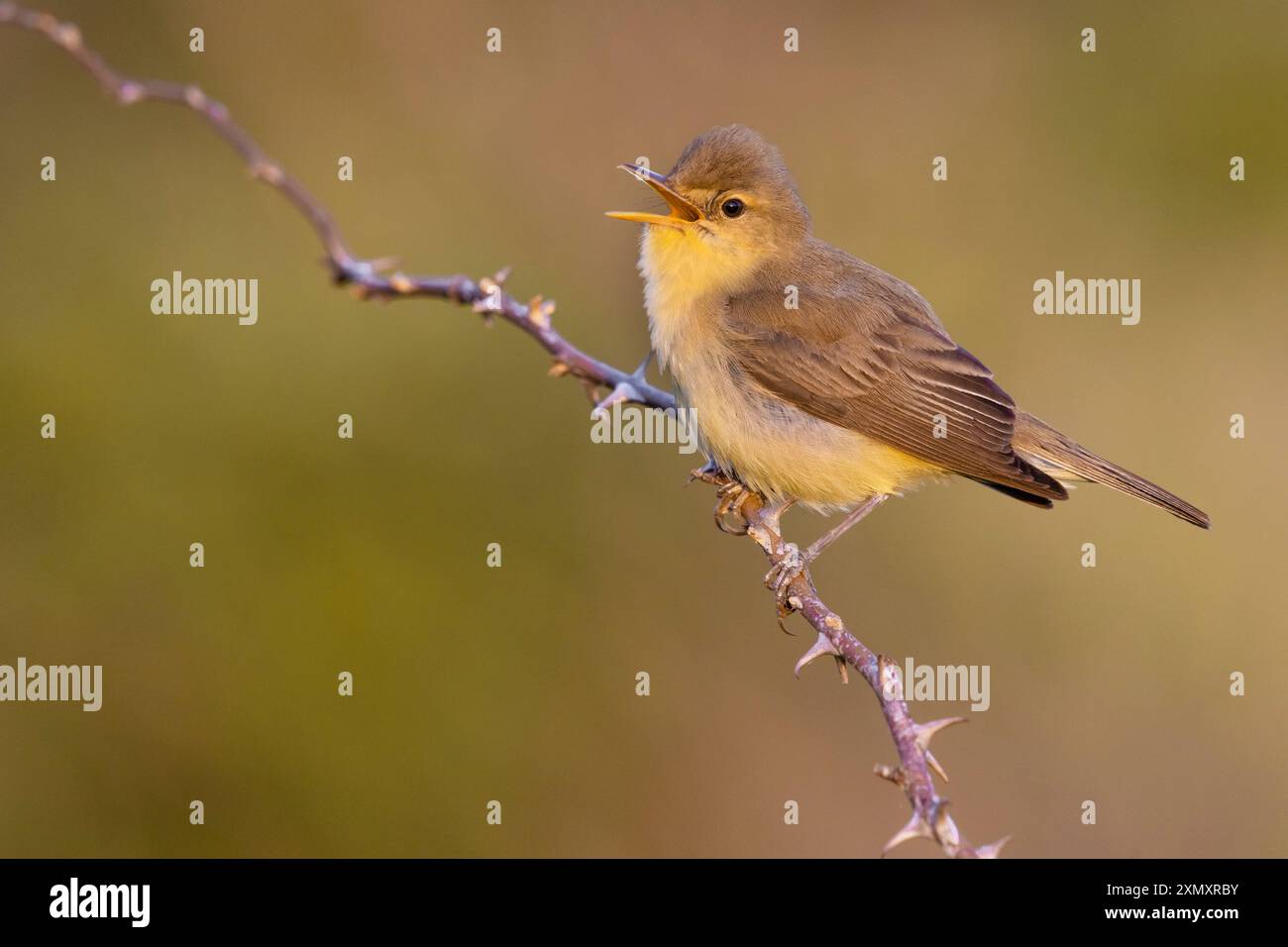 melodious warbler (Hippolais polyglotta), male sitting on a branch ...