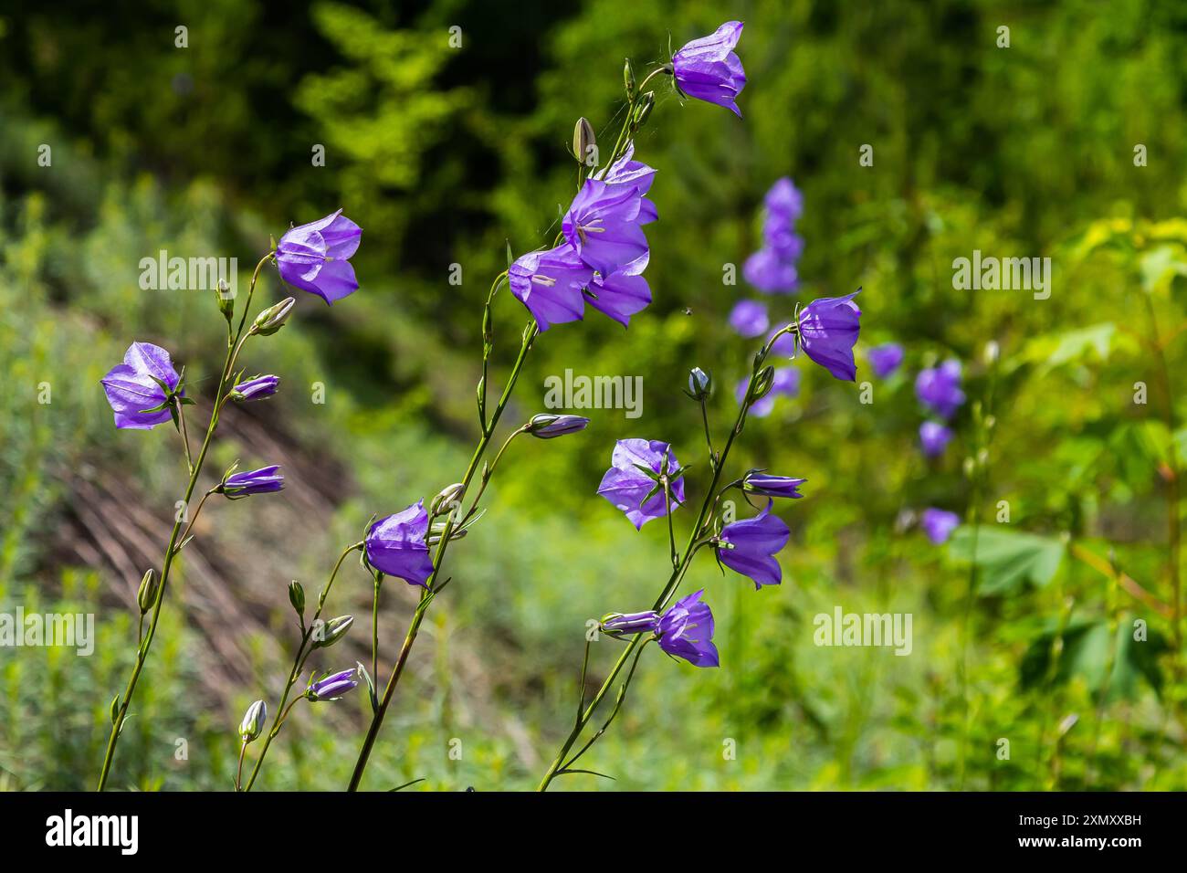 Photo of Campanula latifolia flower, broad-leaved bellflower, urple ...