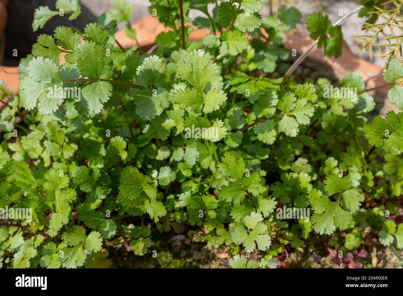 Growing micro greens cilantro hi-res stock photography and images - Alamy