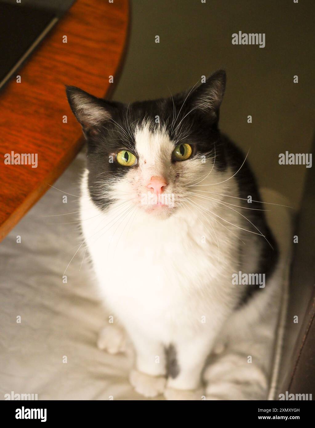 a beautiful white and black cat sat on a chair Stock Photo - Alamy