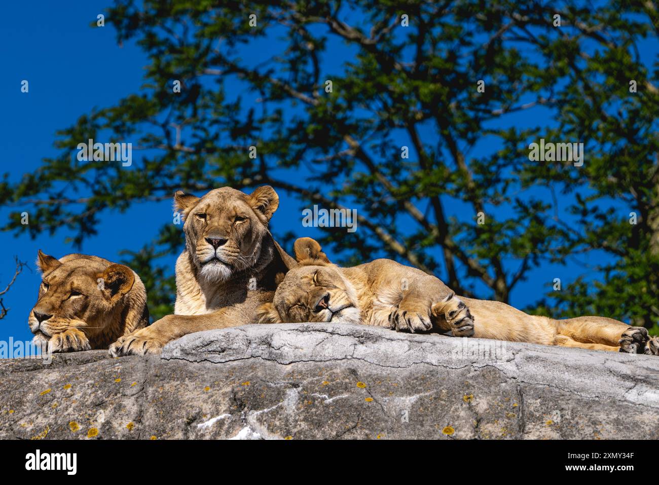 a group of Lions lying on a Rock in the Sun Stock Photo - Alamy
