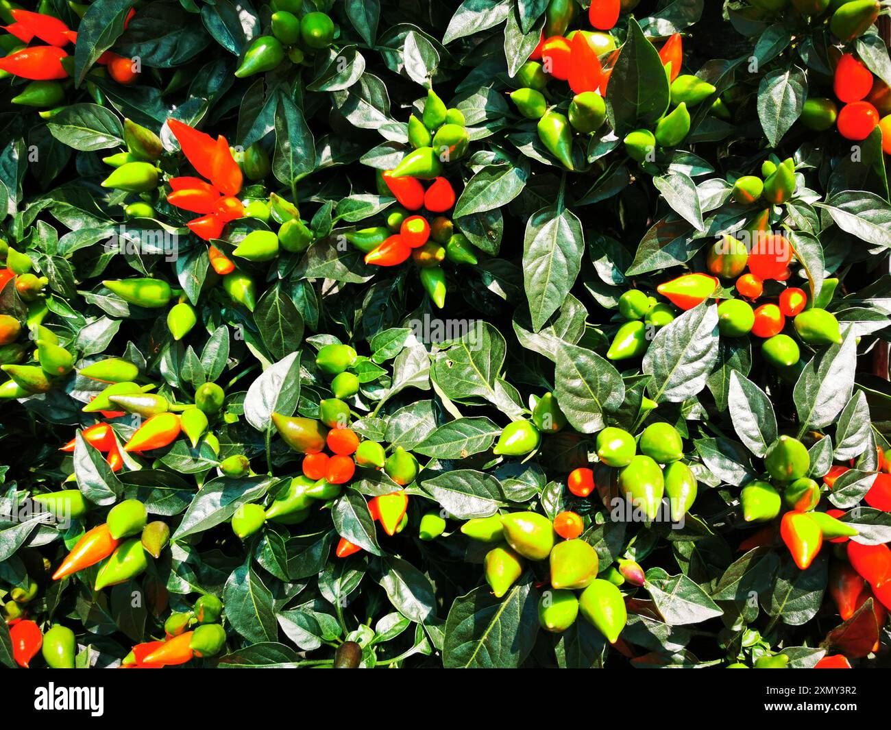 Very Chilly Very chilly hi-res stock photography and images - Alamy
