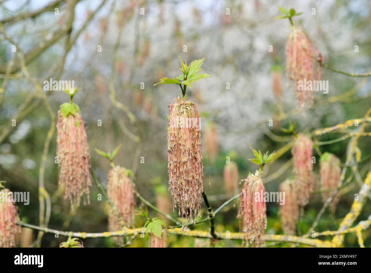 Boxelder Maple tree, Acer negundo, with springtime male flowers and new ...