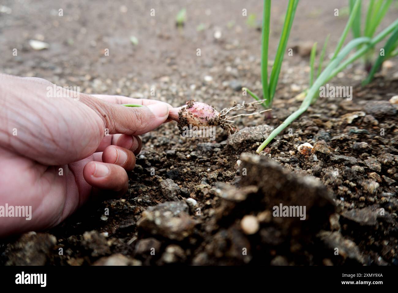 Sprouting In Onion A close-up shot capturing the essence of agriculture with young onion ...
