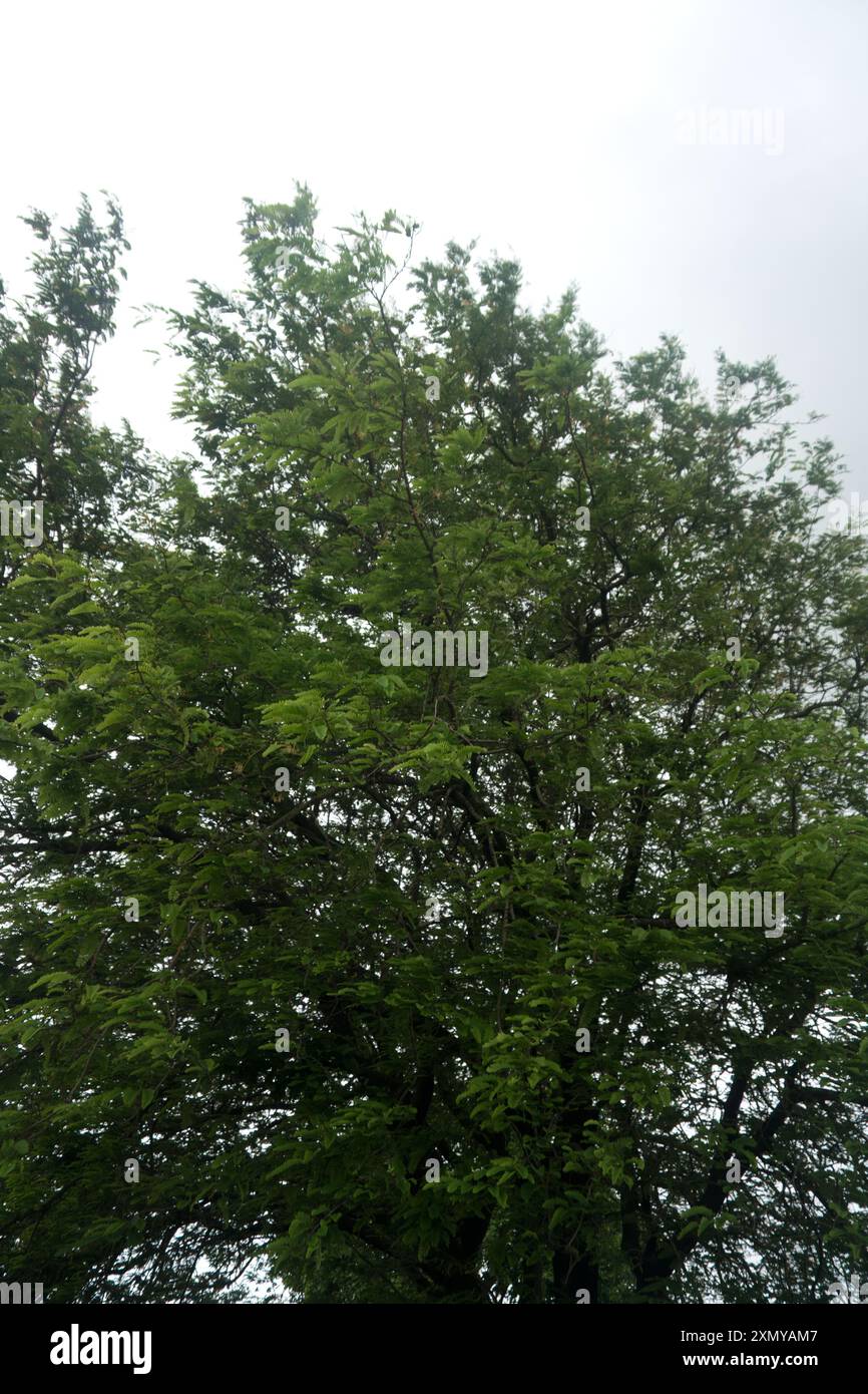 Rain collector hi-res stock photography and images - Alamy
