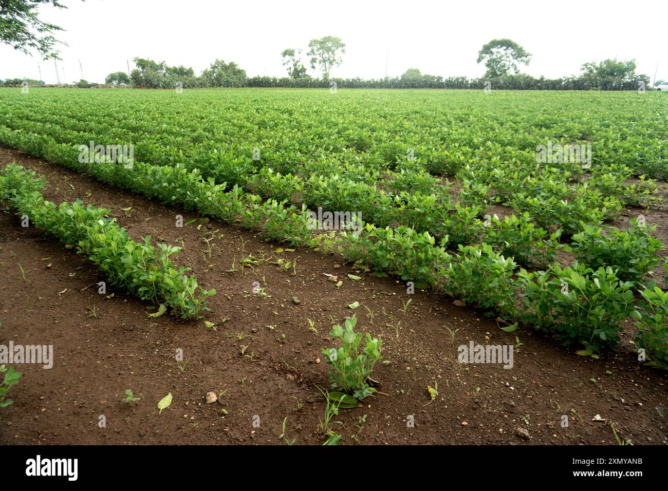 The impressive stock photograph captures the sight of flourishing groundnut plants covering fertile farmland in a vibrant green hue. The threatening c Stock Photo