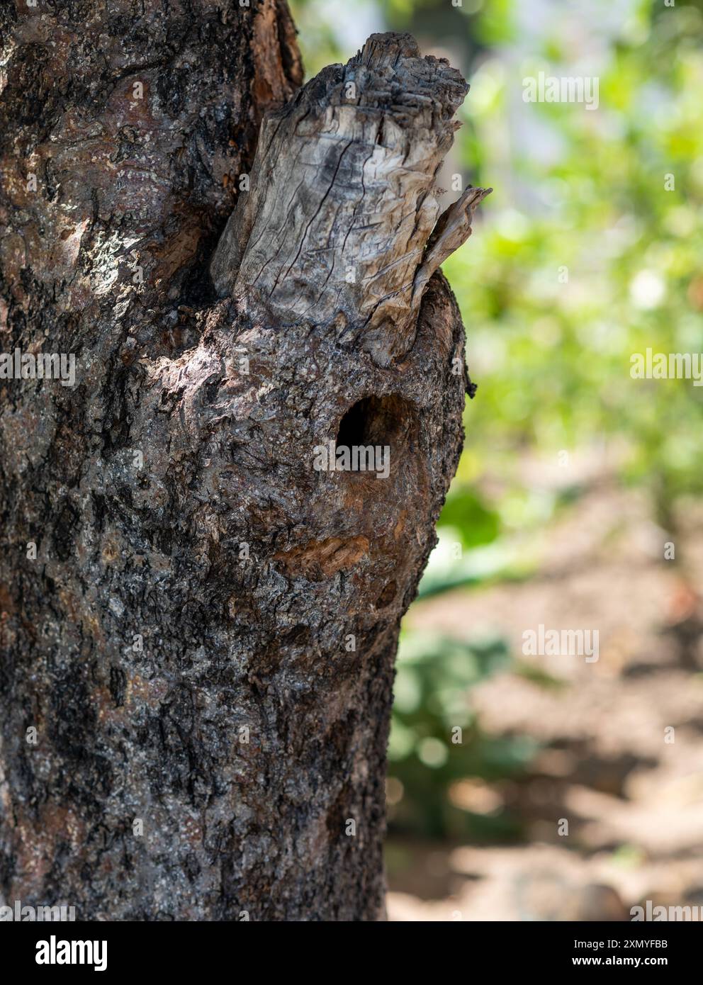 Bird hollow in log of apple tree. The hollow has a round opening. Stock Photo
