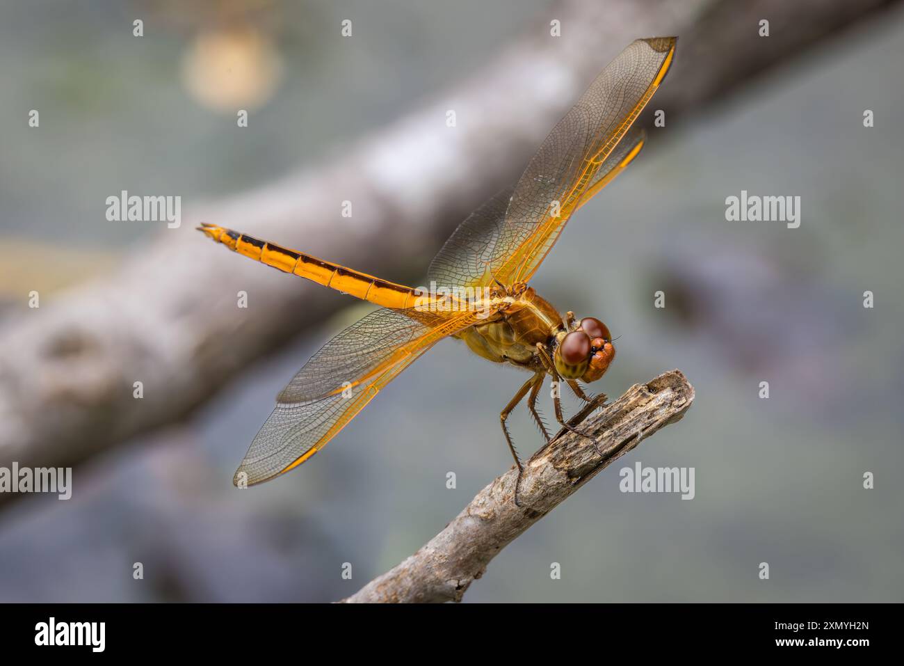 Needham's Skimmer, Libellula needhami Stock Photo