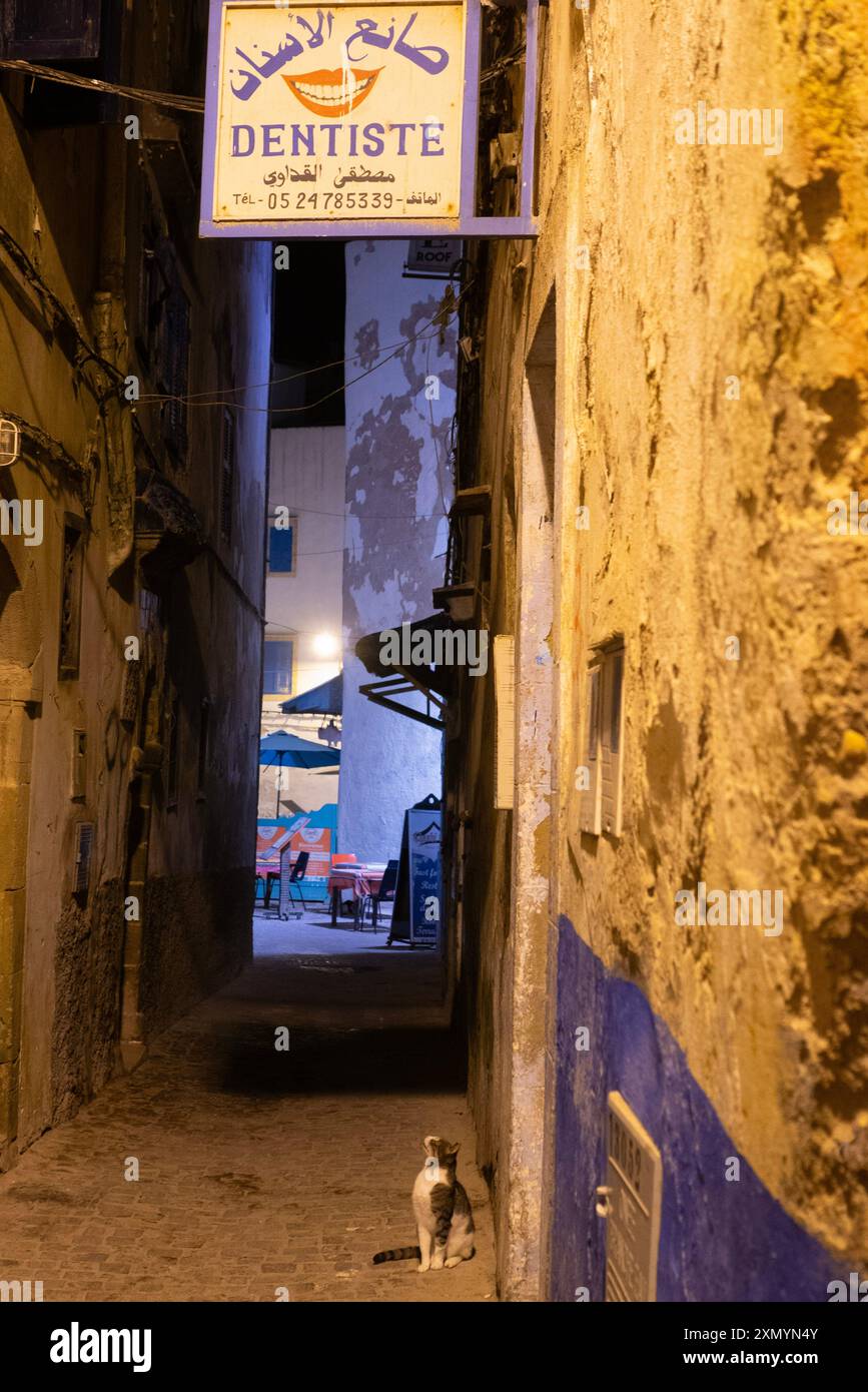 An alley cat looking up at a sign for a dentist in the alleyways of the old Medina in Essaouira, Morocco. Stock Photo