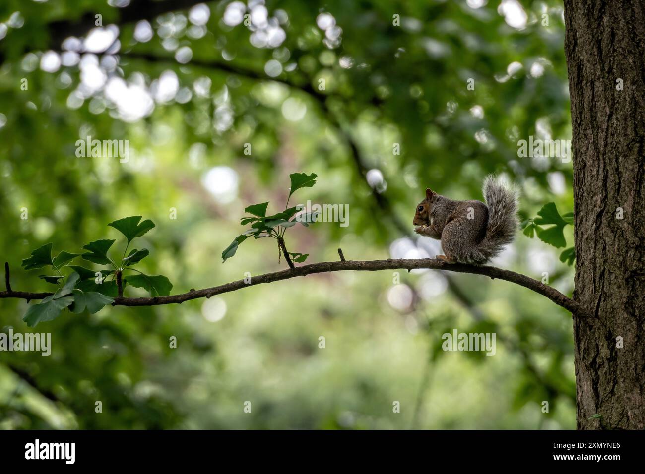 A small squirrel perches on a tree branch amidst vibrant foliage. Stock Photo