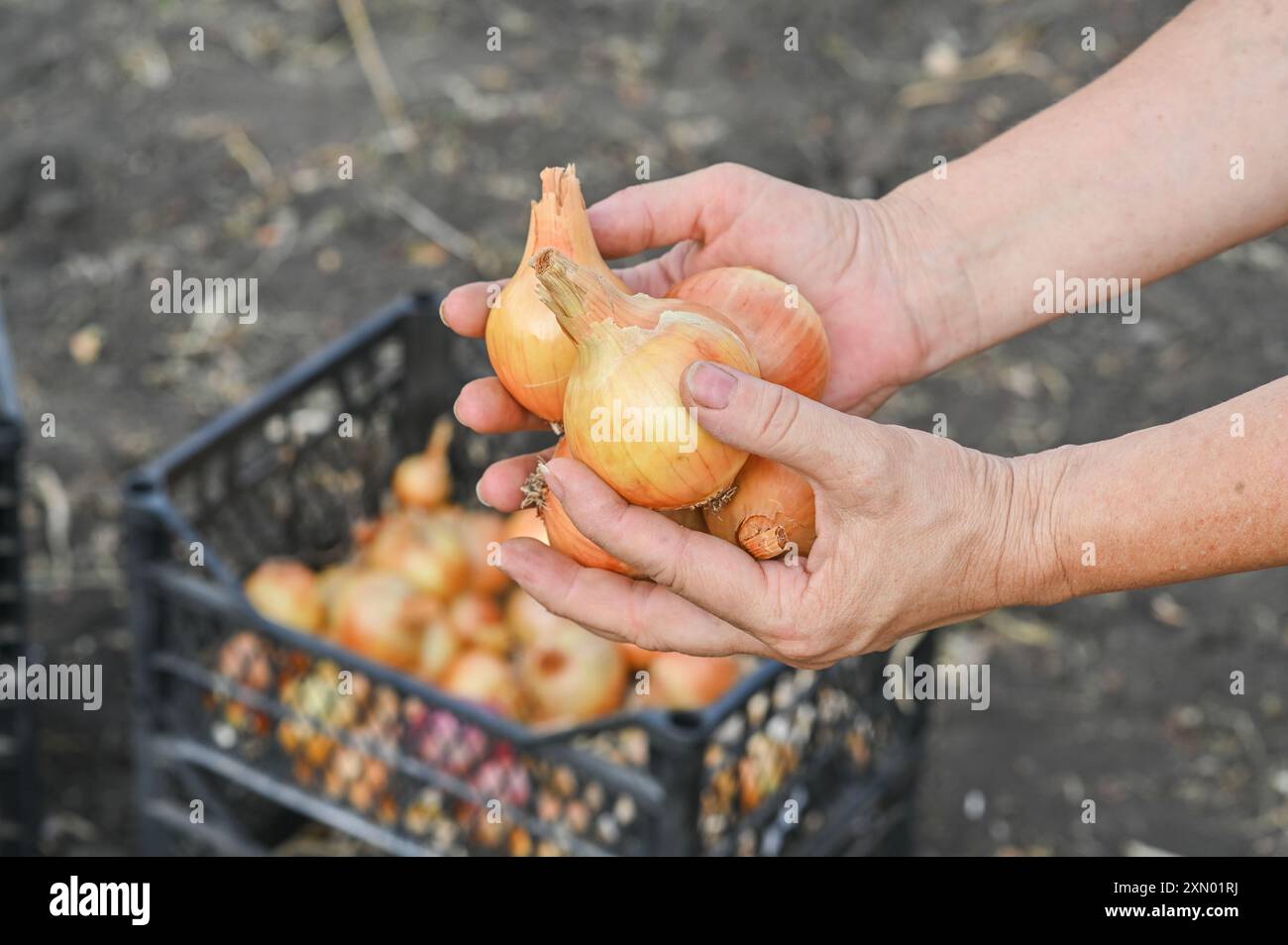 Hand harvesting onions hi-res stock photography and images - Alamy