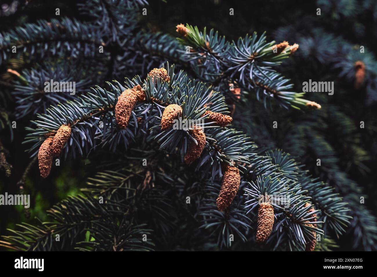 an evergreen coniferous tree that has clusters of long needle shaped leaves  Stock Photo - Alamy, image size:1300x956