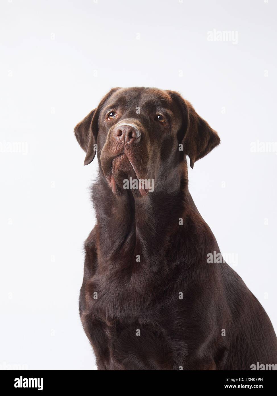 Chocolate Labrador looks up with hope, studio backdrop highlights its expressive gaze. The gentle giant's face is a picture of anticipation and trust Stock Photo